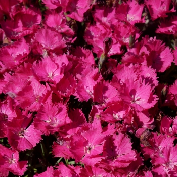 Dianthus - hybride - Vivid Bright Light - Uripinkone